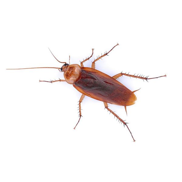 Cockroaches | Pest Control in Fuquay-Varina